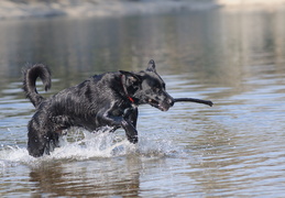 leaping through the water